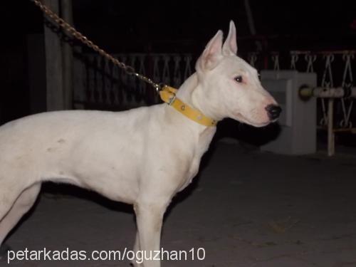 wilma Dişi Bull Terrier