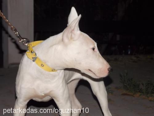 wilma Dişi Bull Terrier