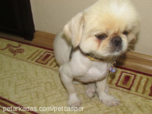 casper Erkek Pekingese