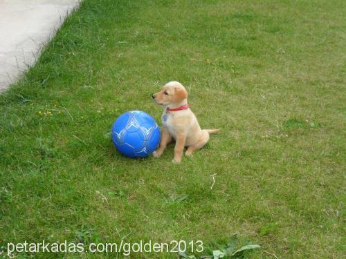 rüzgar Dişi Golden Retriever