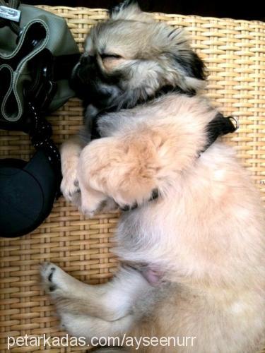 brawny Erkek Tibetli Spaniel