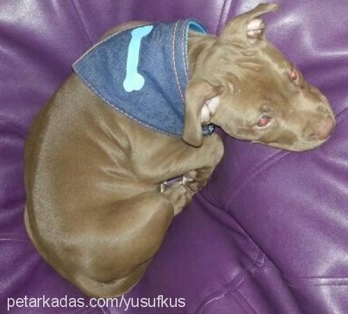 badem Dişi Amerikan Pitbull Terrier