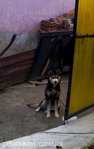 çaki Dişi Sibirya Kurdu (Husky)