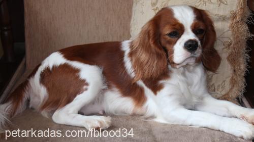 venÜs Dişi Cavalier King Charles Spanieli