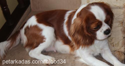 venÜs Dişi Cavalier King Charles Spanieli