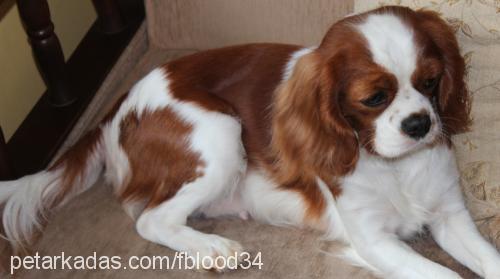 venÜs Dişi Cavalier King Charles Spanieli