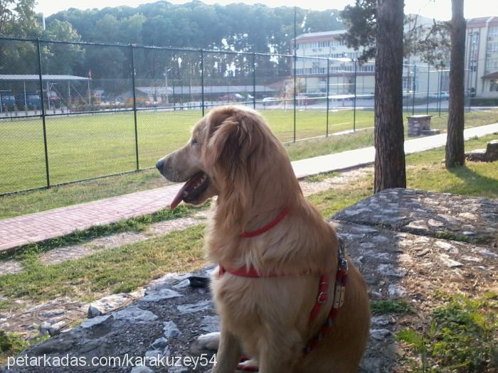 lady Dişi Golden Retriever