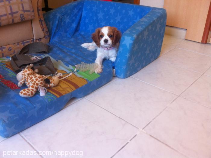 tarçın Dişi Cavalier King Charles Spanieli