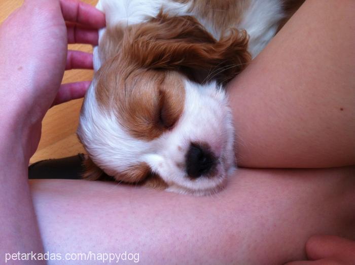 tarçın Dişi Cavalier King Charles Spanieli