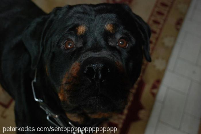 pars Erkek Rottweiler