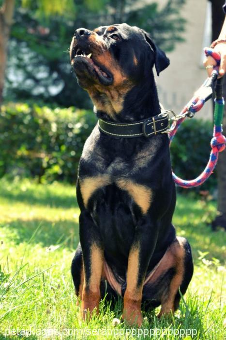 pars Erkek Rottweiler