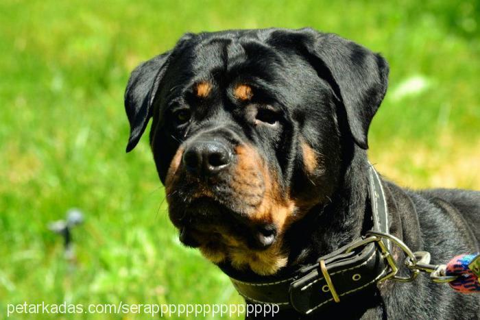 pars Erkek Rottweiler