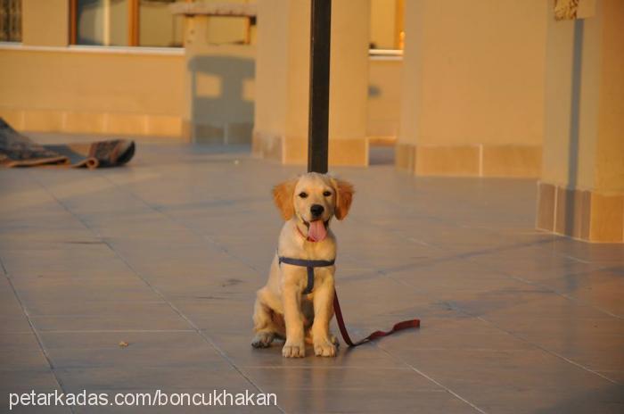 boncuk Erkek Golden Retriever