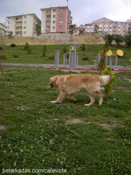 badem Erkek Golden Retriever