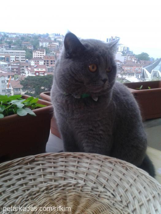 rıfkı Erkek British Shorthair