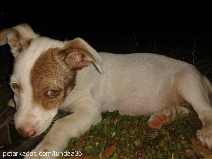 korsan Dişi Amerikan Pitbull Terrier