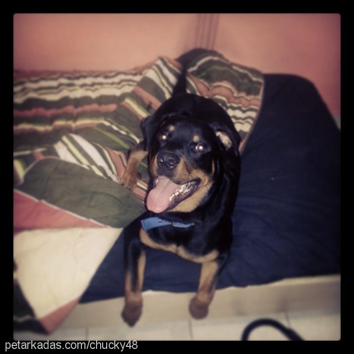 chucky Erkek Rottweiler