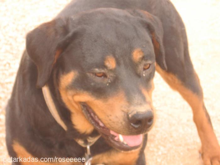 odin Erkek Rottweiler