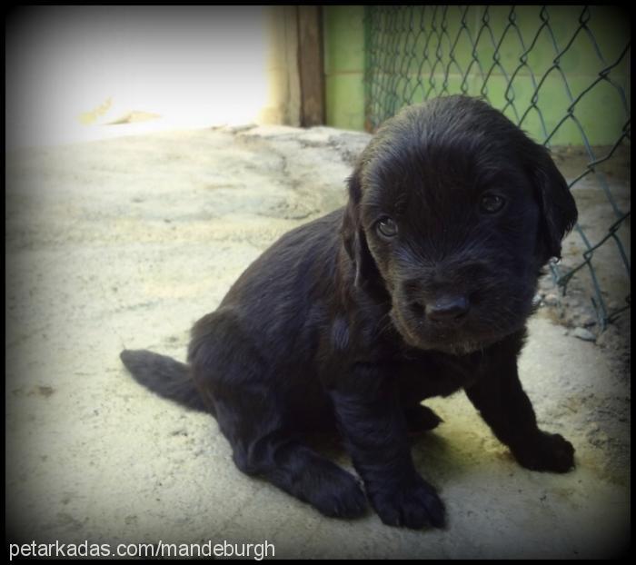 sindel Dişi Golden Retriever