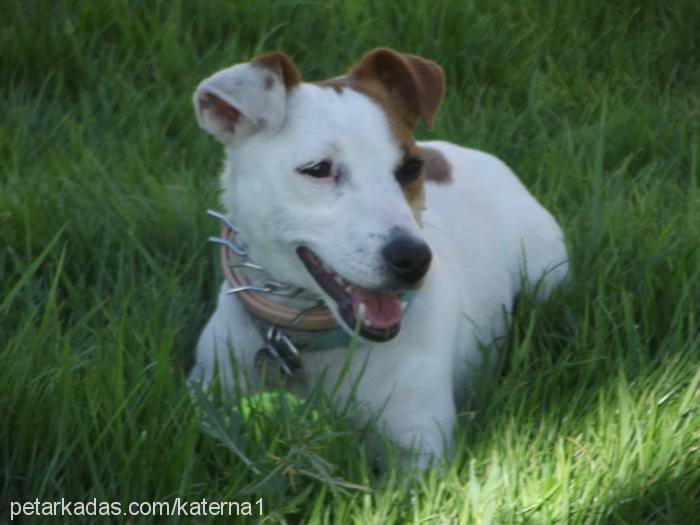 roxy Dişi Jack Russell Terrier