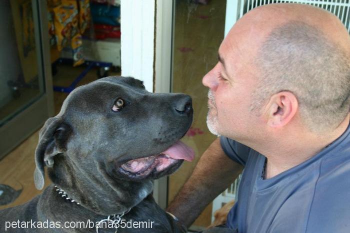 zeyna Dişi Cane Corso Italiano