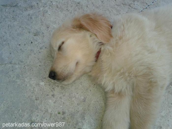 Şila Dişi Golden Retriever