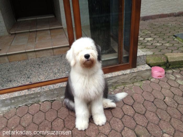 lucy Dişi Old English Sheepdog