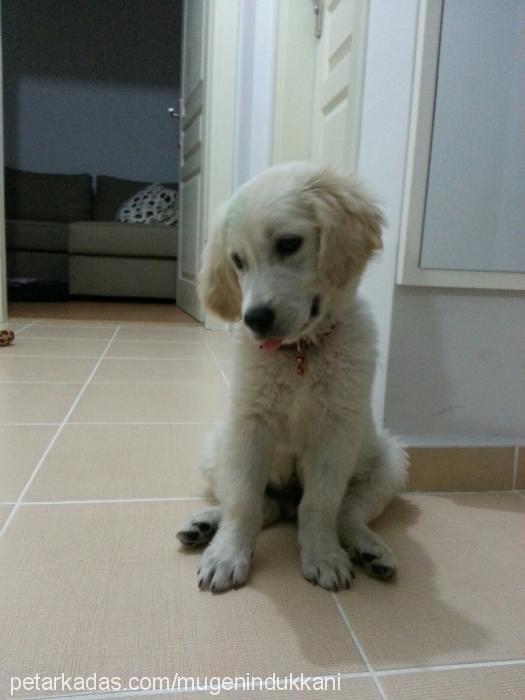 efe Erkek Golden Retriever