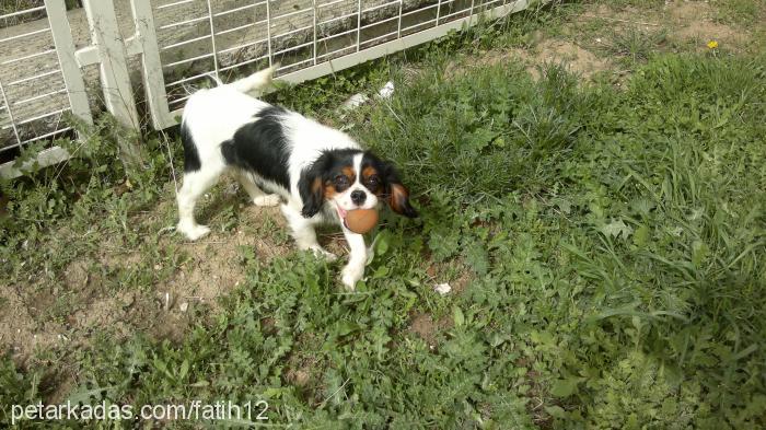 vita Erkek Cavalier King Charles Spanieli