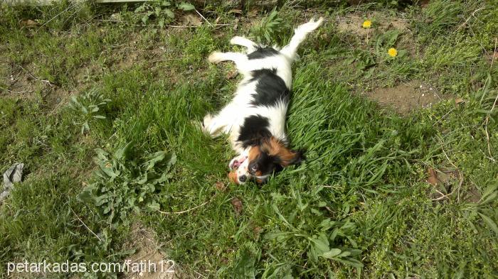 vita Erkek Cavalier King Charles Spanieli