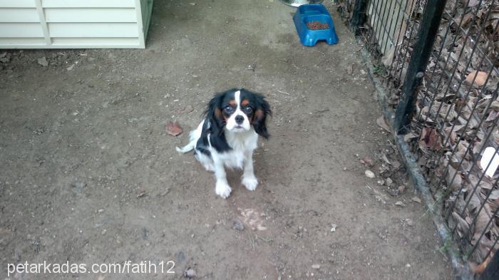 vita Erkek Cavalier King Charles Spanieli