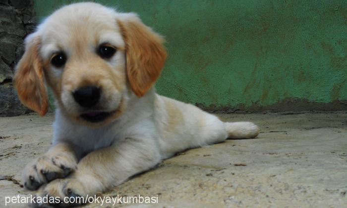 midas Erkek Golden Retriever