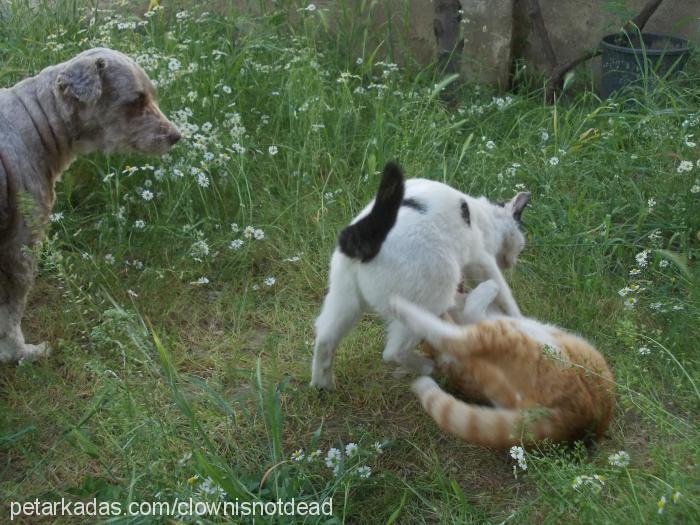 matmazel Dişi European Shorthair