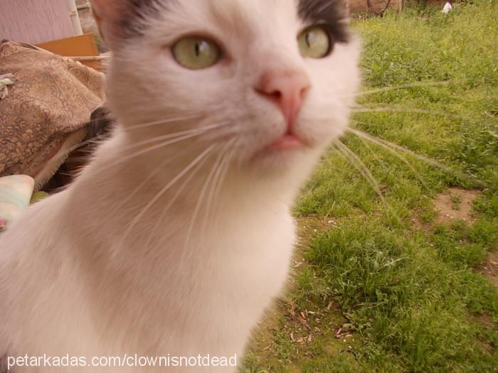 matmazel Dişi European Shorthair