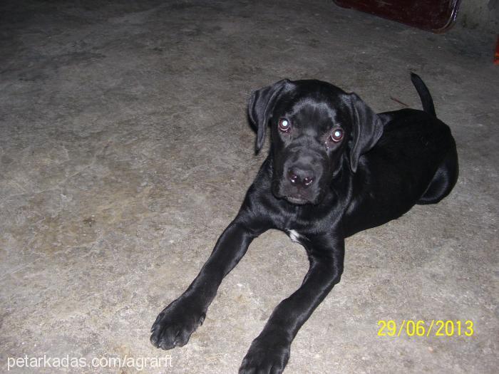 liza Dişi Cane Corso Italiano