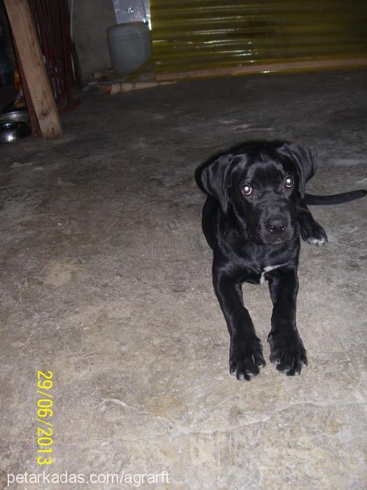 liza Dişi Cane Corso Italiano