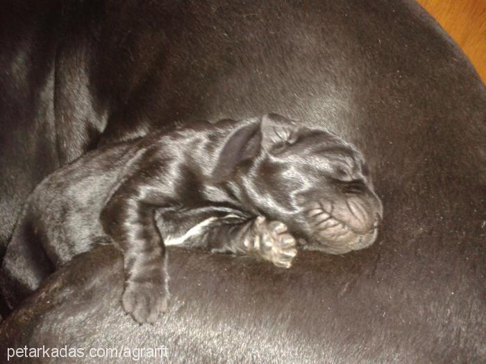 liza Dişi Cane Corso Italiano