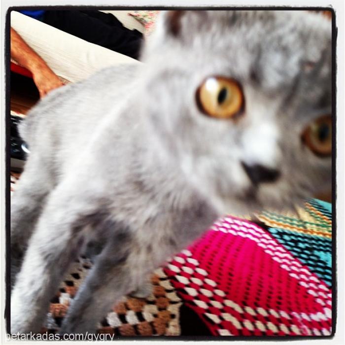 gipsy Erkek British Shorthair