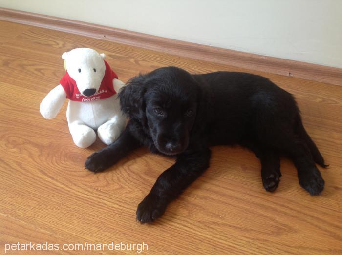 sindel Dişi Golden Retriever