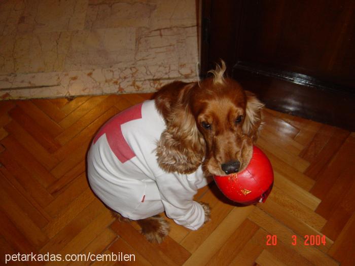 tarçın Erkek İngiliz Cocker Spaniel