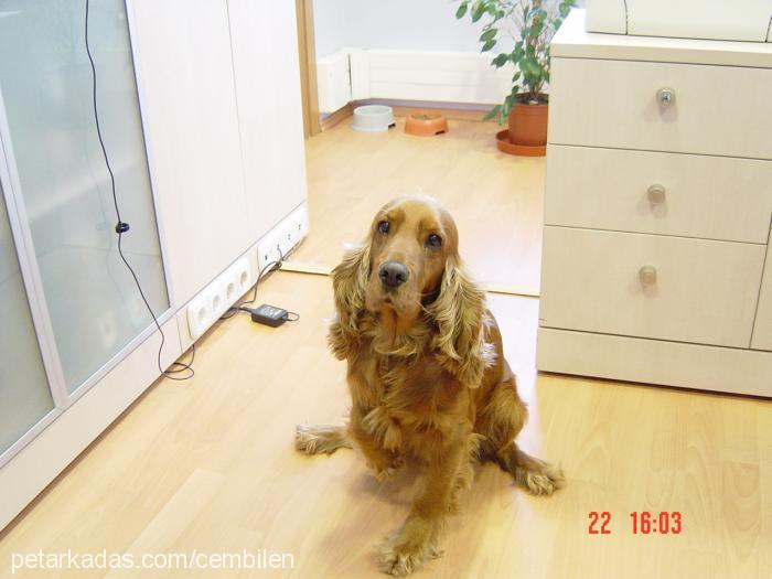 tarçın Erkek İngiliz Cocker Spaniel