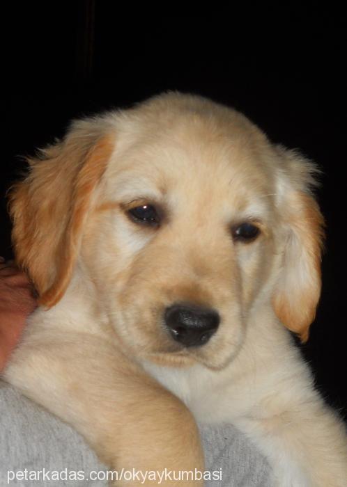 midas Erkek Golden Retriever