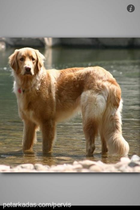 tarçın Erkek Golden Retriever