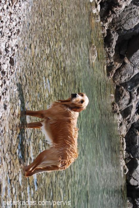 tarçın Erkek Golden Retriever