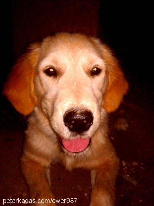 Şila Dişi Golden Retriever