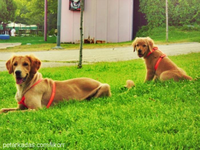 latte Dişi Golden Retriever