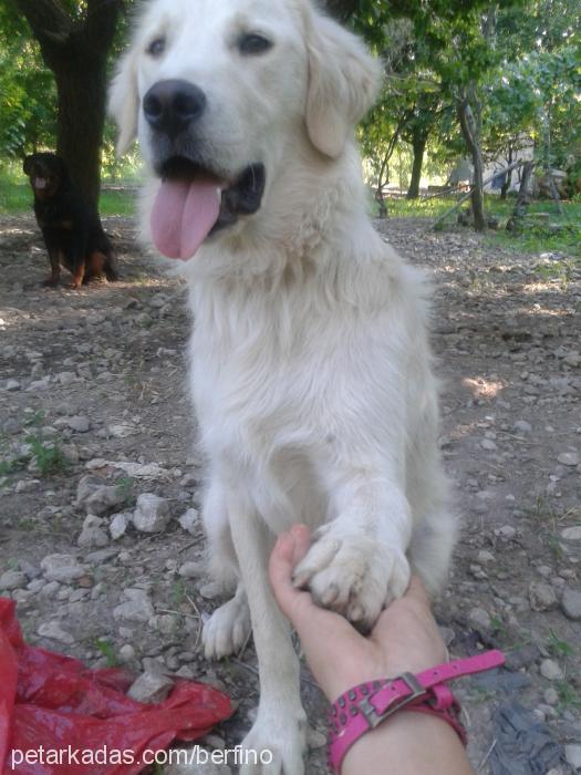 paşa Erkek Golden Retriever