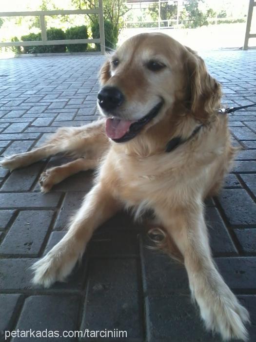 tarçın Erkek Golden Retriever