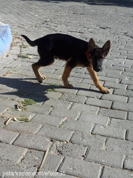 ateş Erkek Alman Çoban Köpeği