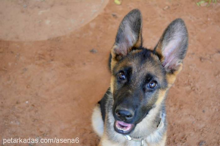 Şila Dişi Alman Çoban Köpeği